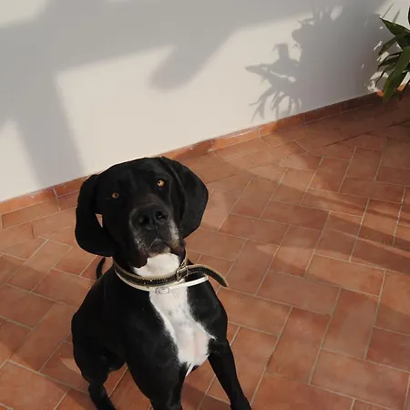 Vista Bed & Breakfast