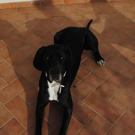 فندق مبيت وإفطار Vista